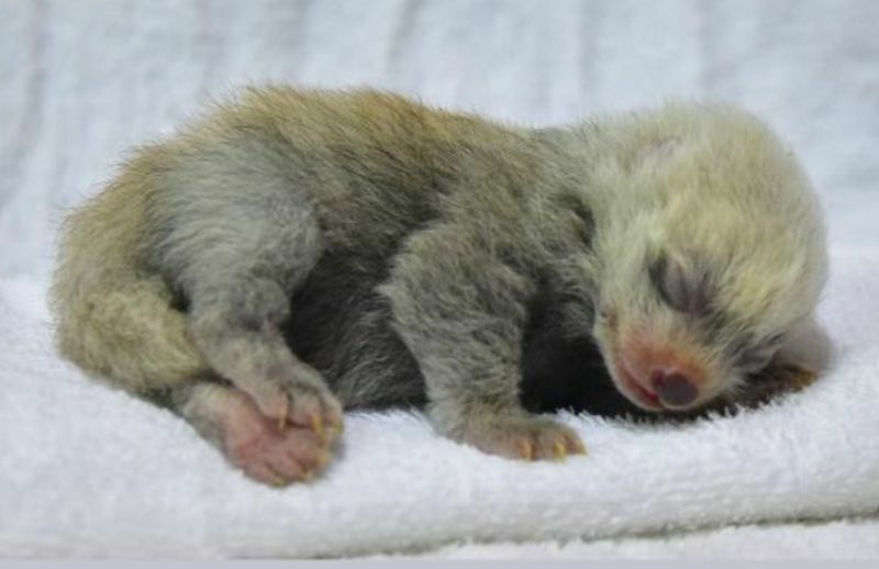 [写真]アドベンチャーワールドで誕生したレッサーパンダの赤ちゃん。すやすやと眠っている=提供：アドベンチャーワールド 8月7日撮影