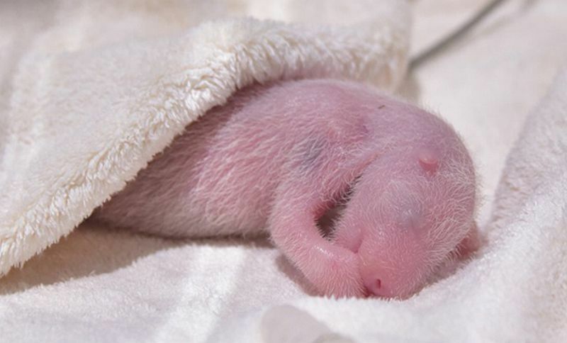 [写真]自力で母乳を飲んだパンダの赤ちゃん（提供：アドベンチャーワールド）