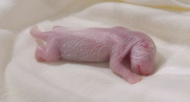 [写真]アドベンチャーワールドにジャイアントパンダの赤ちゃん（雌）が誕生した。体重は75グラム（提供：アドベンチャーワールド）