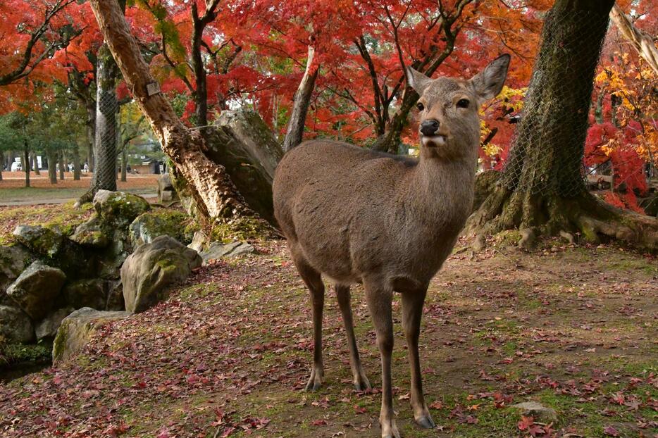 奈良公園の鹿（写真：SAKAGUTI_MOTOHIKO/イメージマート）