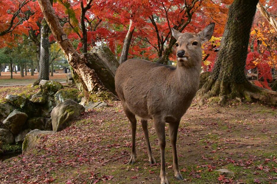 奈良公園の鹿（写真：SAKAGUTI_MOTOHIKO/イメージマート）