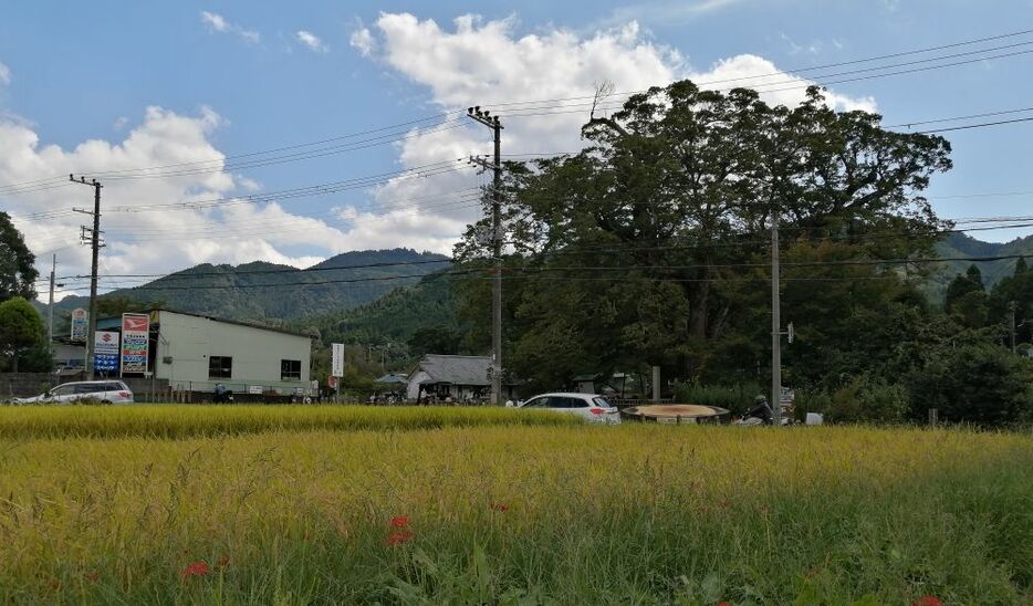 ［写真］観光名所「野間の大けやき」の前でも頭を垂れる稲穂が＝19日、大阪府能勢町で