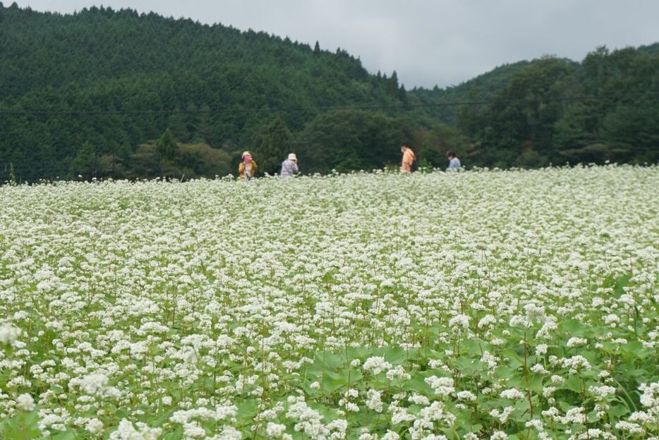 ［写真］山に囲まれたそば畑を写真撮影する見物人ら＝26日午前、奈良県桜井市で