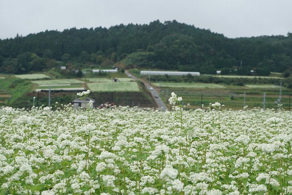 ［写真］一面真っ白に広がる「そば畑」。正面の山のふもとにも白いそば畑が確認でき、多くの見物人が訪れていた＝26日、奈良県桜井市で