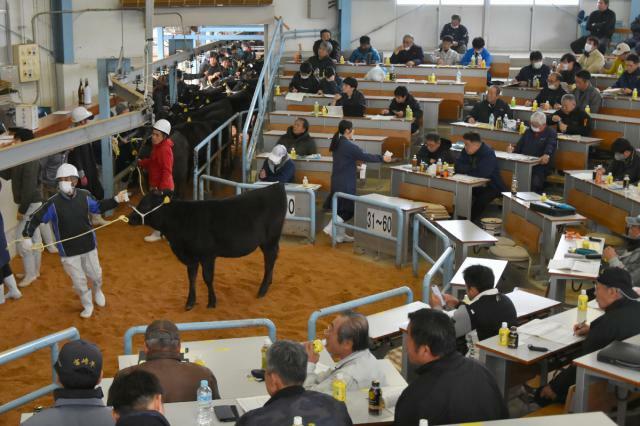 県内７市場のトップを切ったＪＡ宮崎中央家畜市場の子牛の初競り。価格低迷は依然続いている＝１０日午前、宮崎市