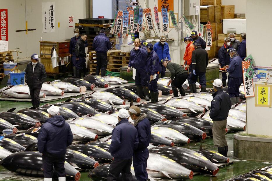 「初競り」を前に並べられたマグロ＝5日午前4時26分、東京都江東区の豊洲市場