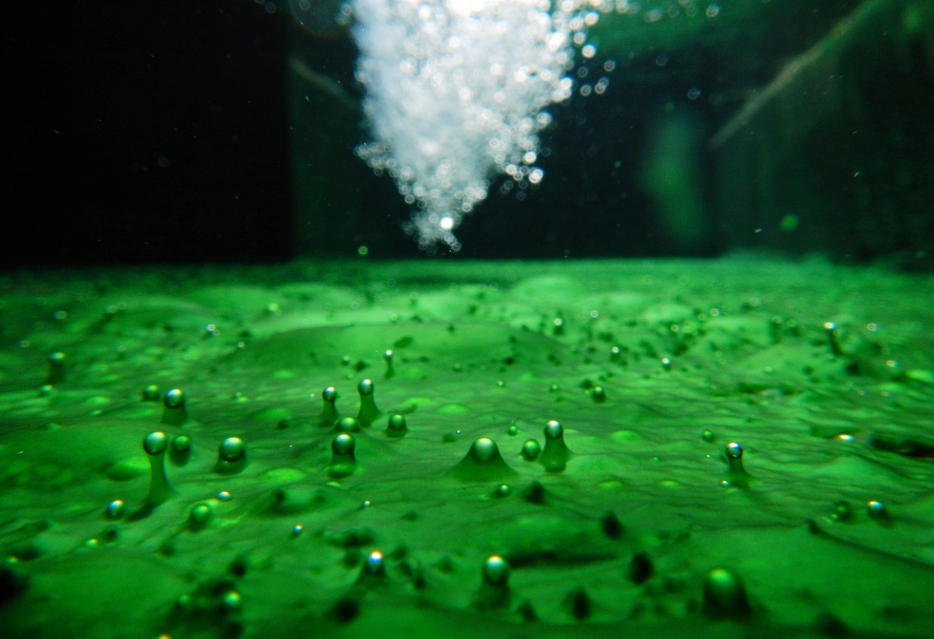 温泉の中で繁茂する藻