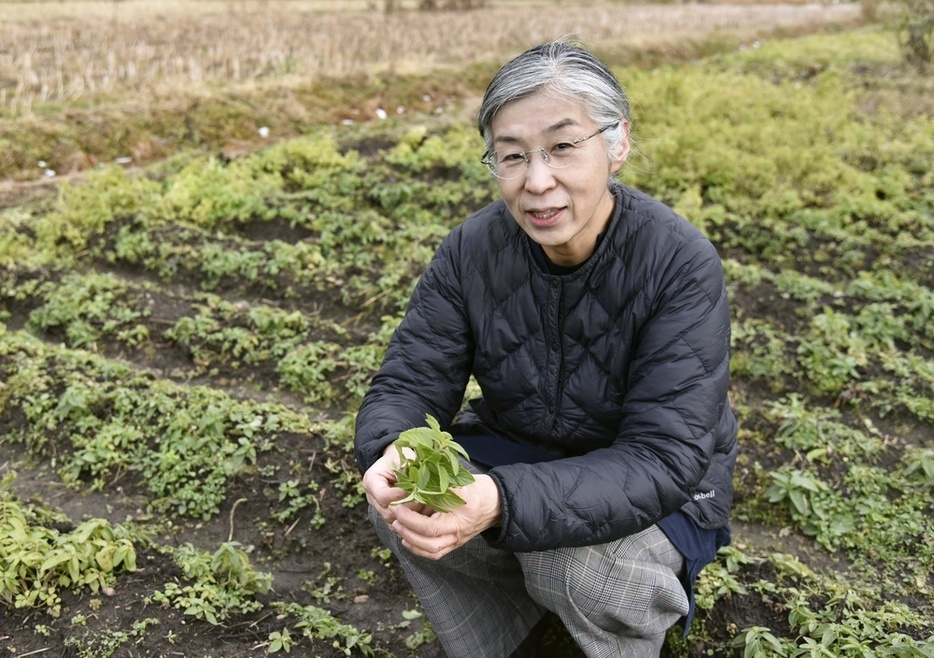 畑で育てたハッカを手にする長谷川喜久さん。2023年12月