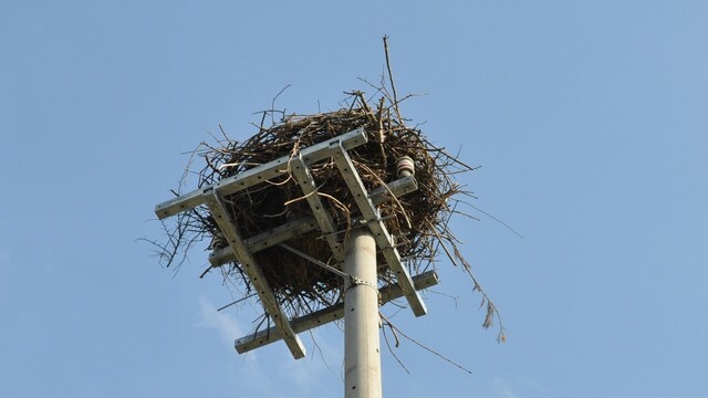 電線が撤去されたコウノトリの巣（提供：香川県）
