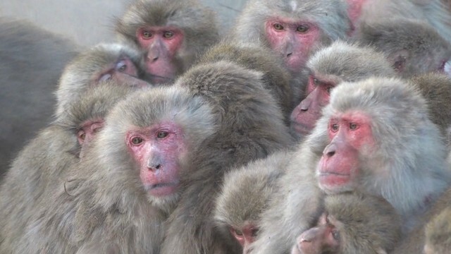 自然動物園「お猿の国」