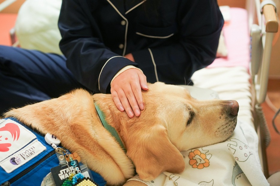 子どもに寄り添う医療スタッフの犬「マサ」。ファシリティドッグの運営は寄附で支えられている