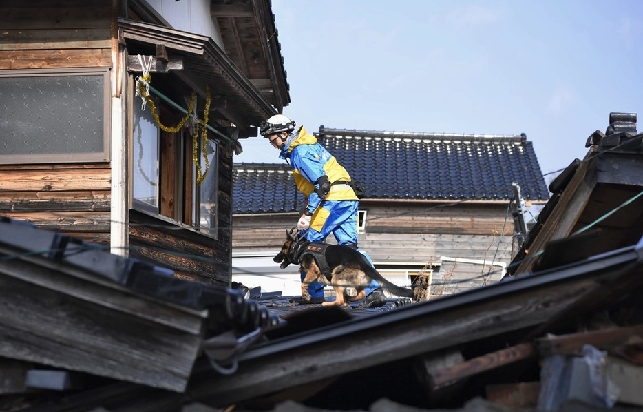 石川県珠洲市の地震の被害を受けた建物で、捜索活動する警視庁の警備犬＝6日