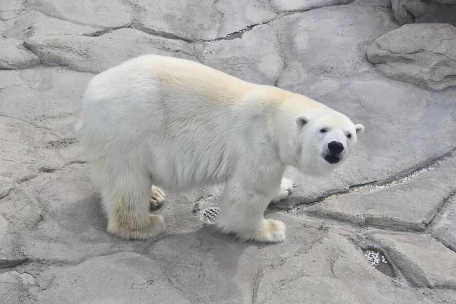 死んだホッキョクグマの「ミユキ」（神戸市立王子動物園提供園）