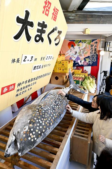 西宮神社に奉納された大マグロに、さい銭を張り付ける参拝客＝8日午前、兵庫県西宮市