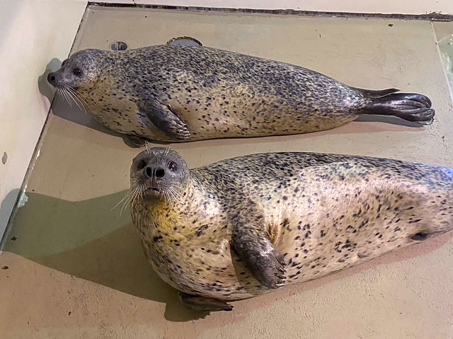 「のとじま水族館」から「いしかわ動物園」に緊急避難したゴマフアザラシ＝5日、石川県能美市（同園提供）