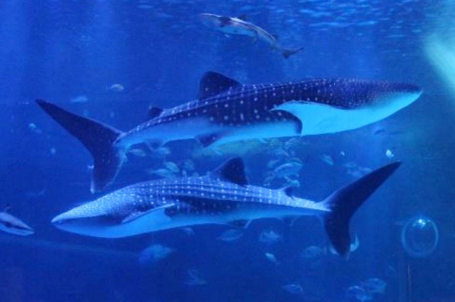 のとじま水族館のジンベエザメ「ハク」（上）と「ハチベエ」＝石川県七尾市（のとじま水族館HPより）