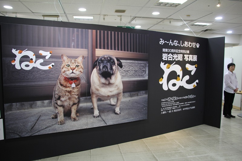 [写真]写真展は猫たちのベストショット約240点で構成されている