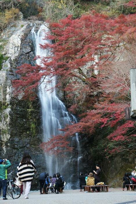 [写真]箕面滝は紅葉とマイナスイオンを楽しむ人でにぎわいをみせていた=8日午後4時ごろ、大阪府箕面市で