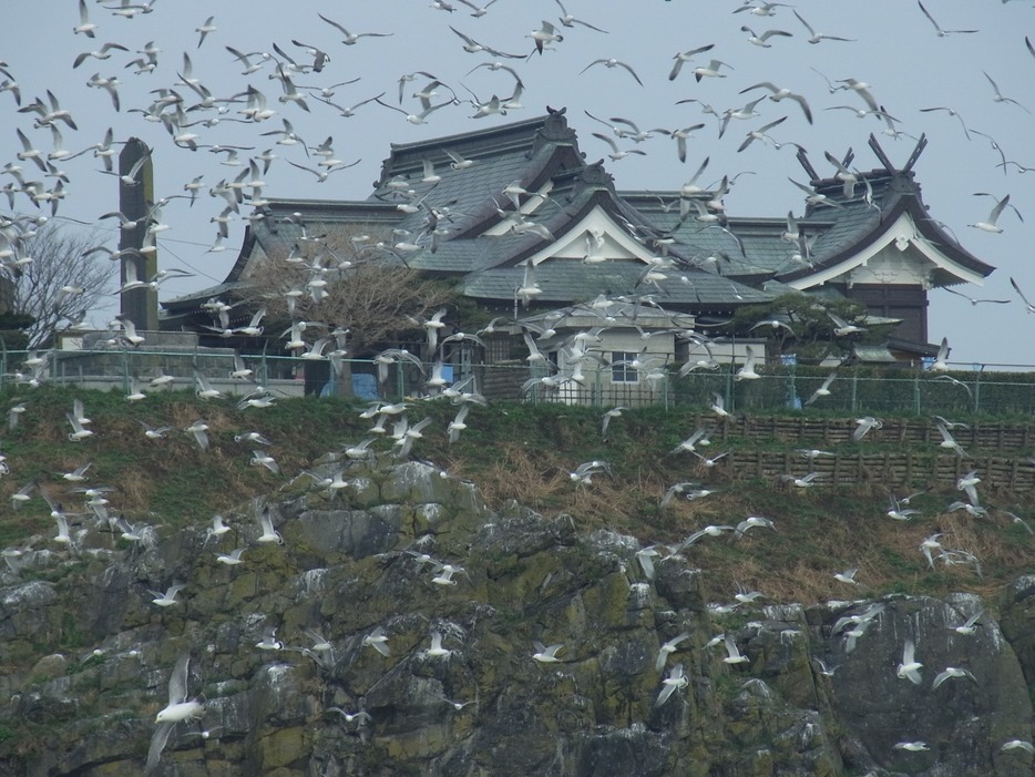 春には約3万羽のウミネコが飛来＝2010年4月19日