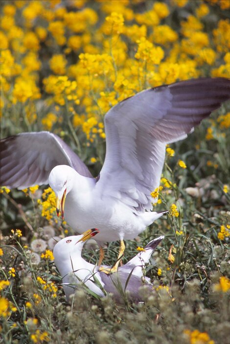 菜の花の中でウミネコたちはすくすくと育つ＝2008年（写真：松井朋子）