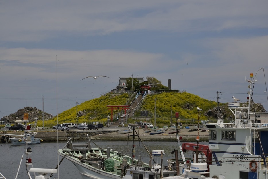 菜の花で黄色に染まった蕪島＝2014年5月19日