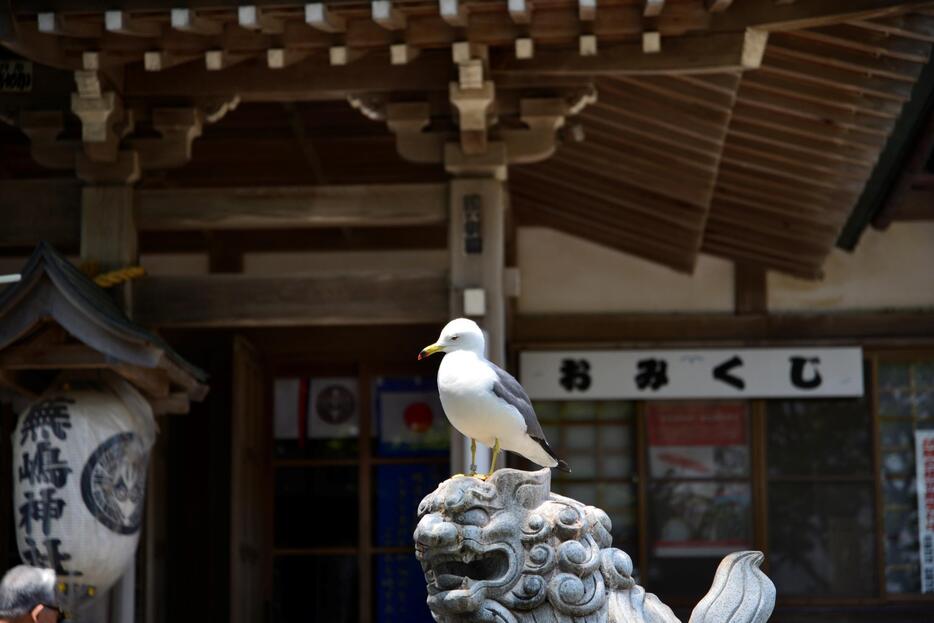 境内でくつろぐウミネコ＝2014年5月25日