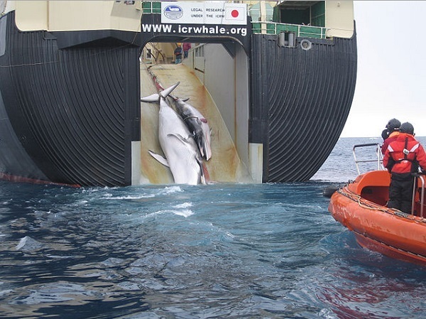 クジラを引き上げる日本の捕鯨船 (photo by Customs and Border Protection Service， Commonwealth of Australia)