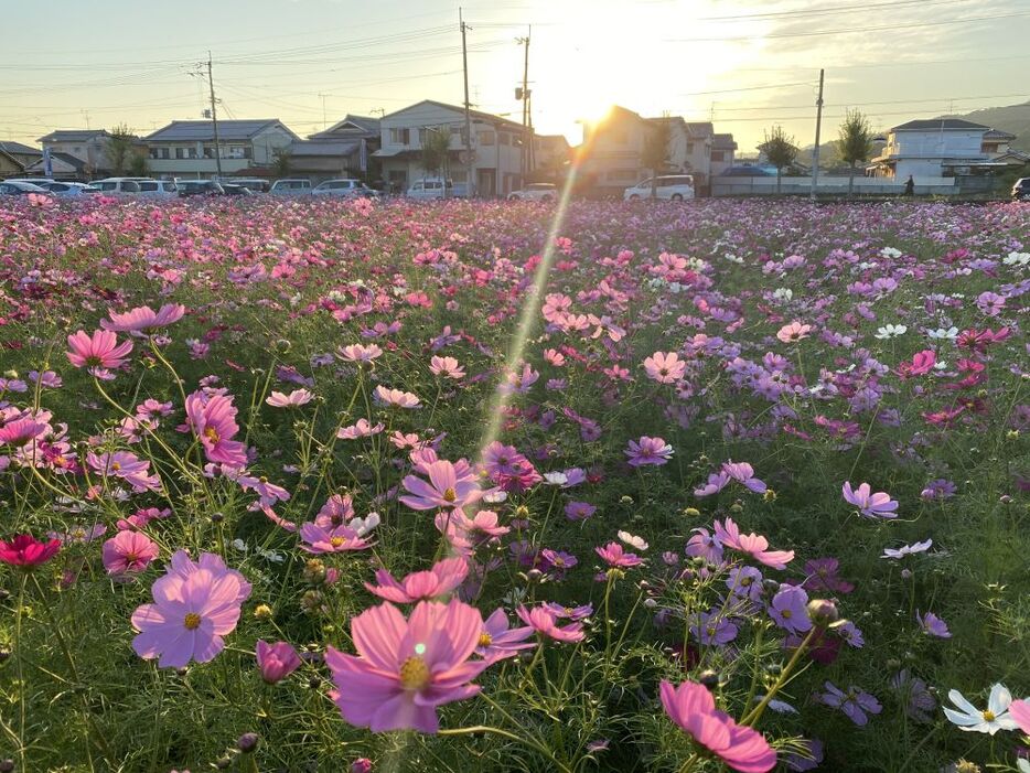 夕陽をあびたコスモス