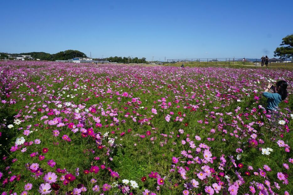 [写真]中宮寺史跡公園（奈良県斑鳩町）では色鮮やかなコスモスが咲き誇り、27日も多くの見物人の目を楽しませていた。同町では景観形成の一環として農家の協力を得ながらコスモスを栽培している＝27日午後、奈良県斑鳩町で