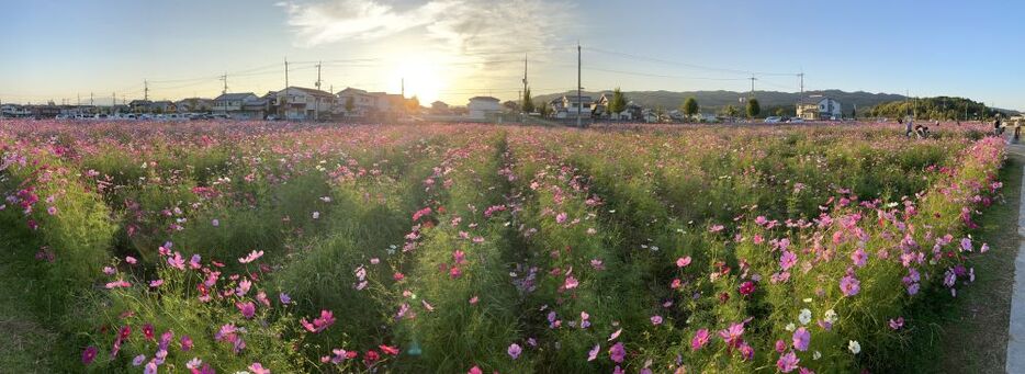 [写真]見渡す限りのコスモスは色も多く夕陽をあびても鮮やか