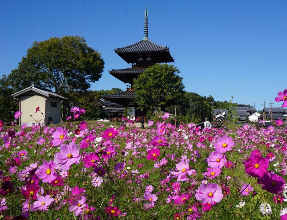 近くの法起寺でもコスモスが咲き誇る