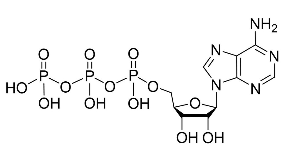 [図解]ATP（アデノシン三リン酸）の構造式