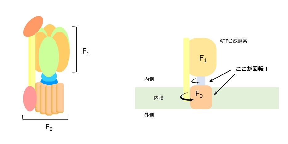 [図解]ATP合成酵素の概要図