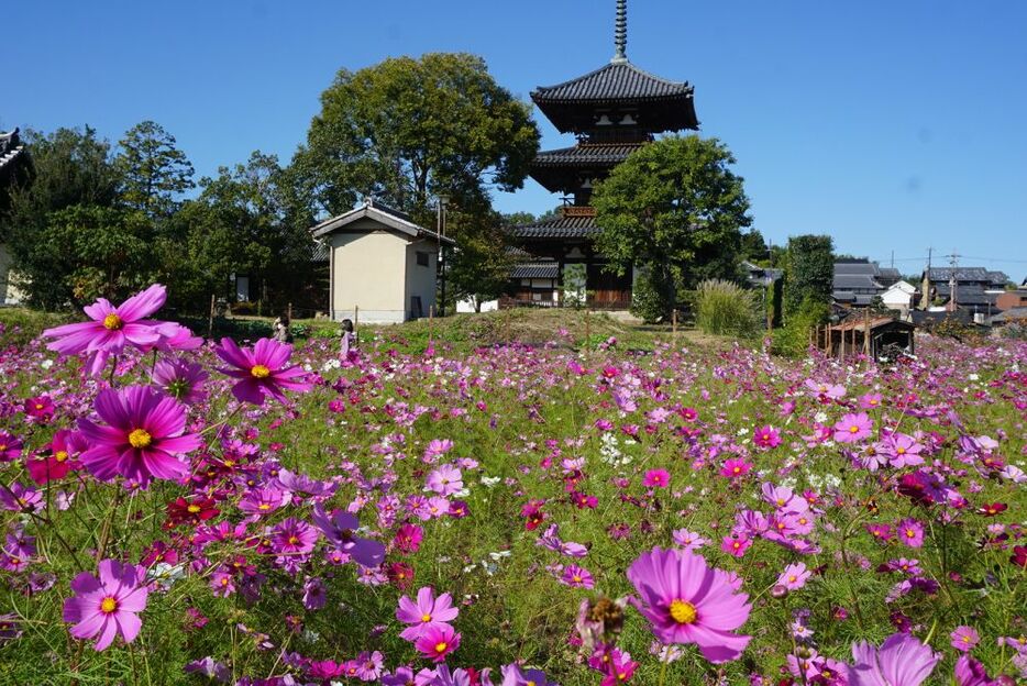 [写真]さわやかな秋空のもと咲き誇るコスモス。後方は法起寺の三重塔＝27日午後1時半ごろ、奈良県斑鳩町で