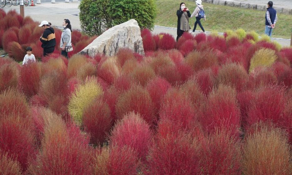 [写真]紅葉が進むコキア＝27日午後2時半ごろ、馬見丘陵公園で