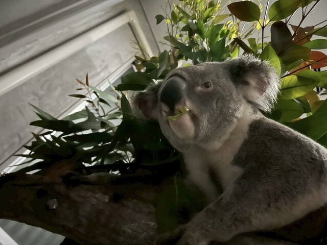 熱い絆にグッとくる」来園9カ月でやっと心を開いてきたコアラ…人見知り