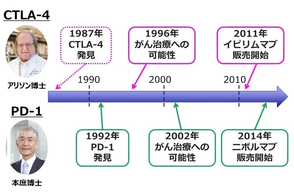 [図3]CTLA-4とPD-1の基礎研究から医療応用までの道のり。CTLA-4を発見したのはフランスの研究チーム