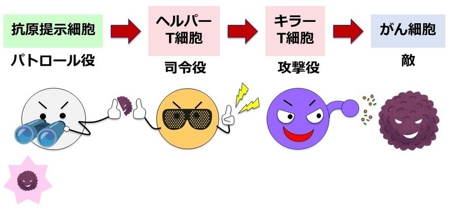 [図2]自分の体に備わる免疫の力でがん細胞を排除する