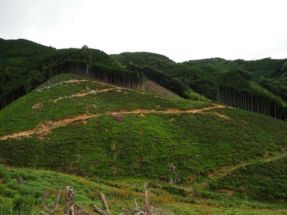 球磨村の山林の皆伐跡地。再造林されているが、場所によってはされていないところも。左右に走る直線は作業道とみられる（2022年7月末　撮影：西岡千史）