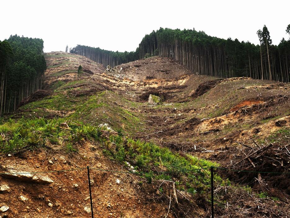 山頂付近の皆伐跡地から土砂が崩落（熊本県球磨村　撮影：西岡千史）