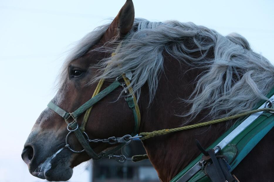 帯広ばんえい競馬場の朝調教。2006年から撮影に通い続ける中で、とかち観光大使にも就任。写真集も出し、その売り上げの一部を寄付するなどばんえい競馬を応援し続けてきた