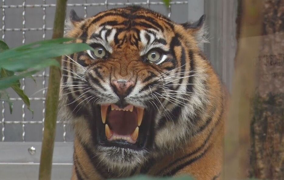 ［写真］東山動植物園にアジアの熱帯雨林エリアとして「新トラ・オランウータン舎」が完成した