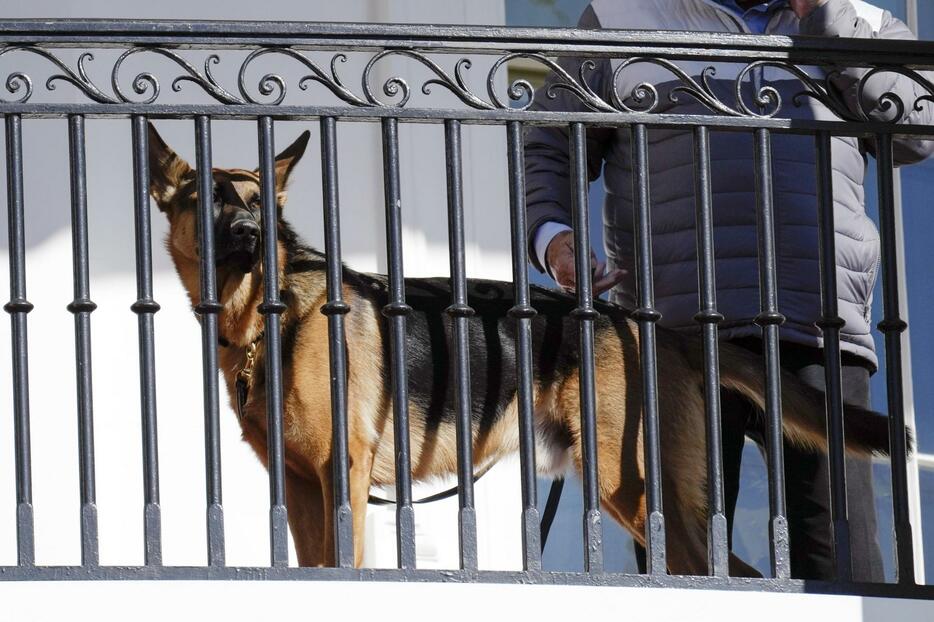 バイデン米大統領の愛犬「コマンダー」＝2022年11月、ワシントンのホワイトハウス（AP＝共同）