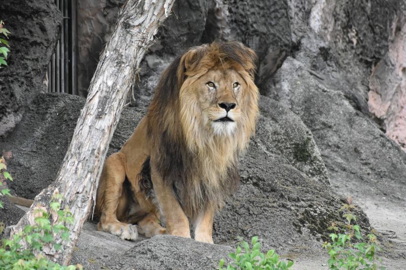 ［写真］名古屋市東山動植物園で生まれ育ったライオンの「ソラ」＝2023年4月24日撮影（同園提供）