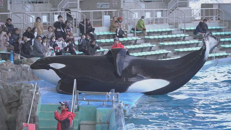 現在開催中のキャンペーン＆お得情報 日本でオスのシャチが見られるのは名古屋港水族館だけ！今しか見 小物・アクセサリー