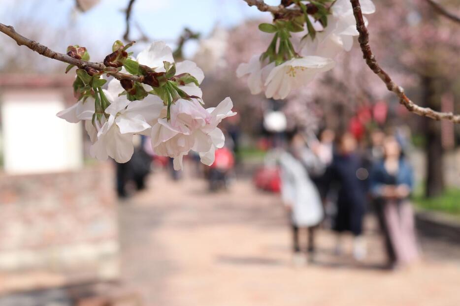 140周年「桜の通り抜け」春の雨、桜のアーチに傘の花 大阪