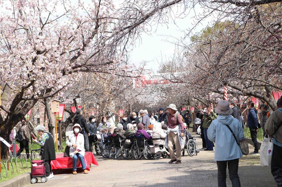 写真特集】造幣局「桜の通り抜け」142品種・340本の桜が5日から