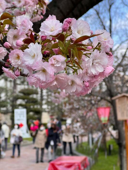 写真特集】造幣局「桜の通り抜け」142品種・340本の桜が5日から