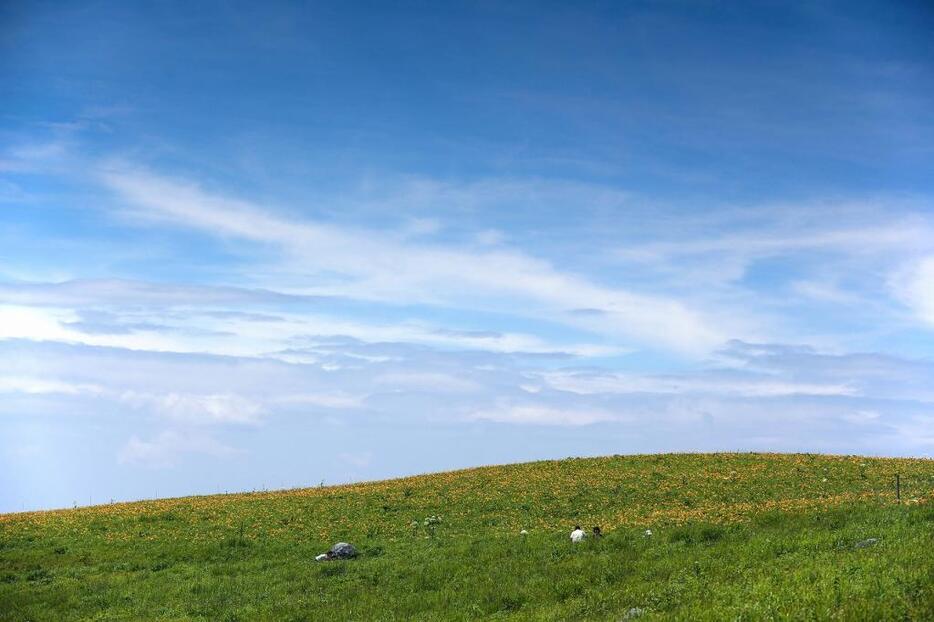 [写真]今年は梅雨明け前の開花となったが、この日は青空が広がった