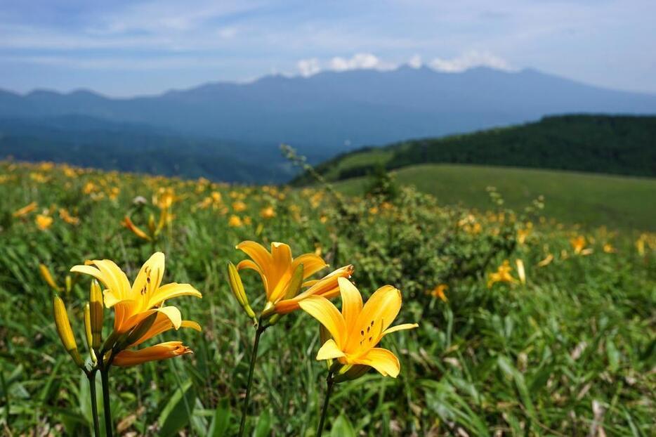 [写真]見ごろを迎えたニッコウキスゲ。背景は八ヶ岳